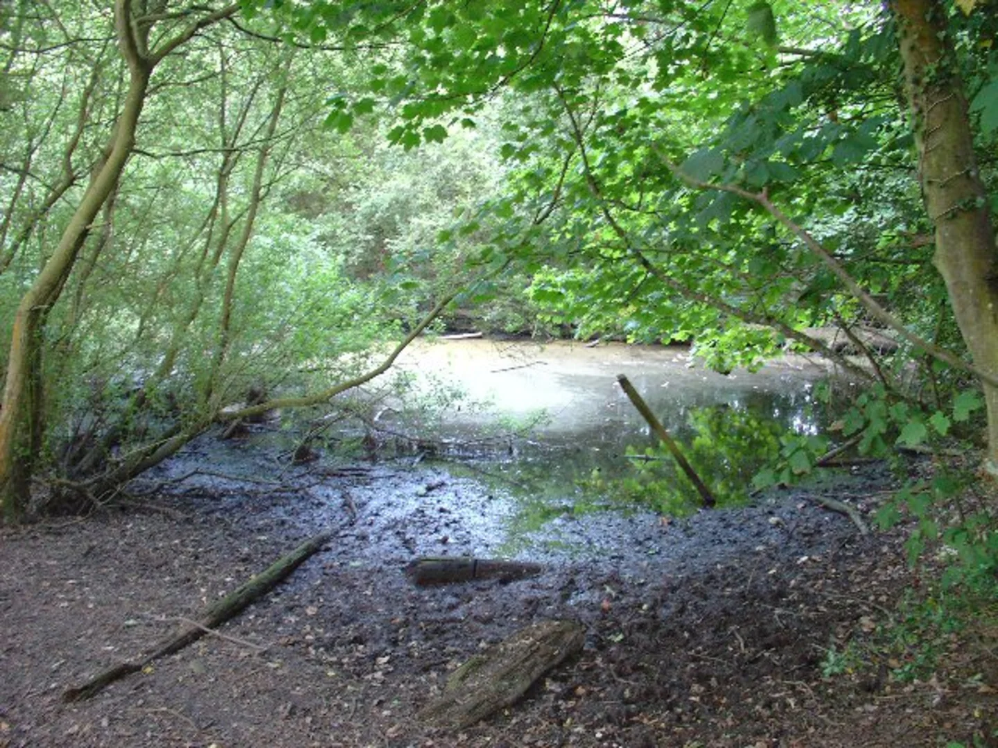 An image depicting the trail Golden Folly and Upperpark Pond Loop and its surrounding area.