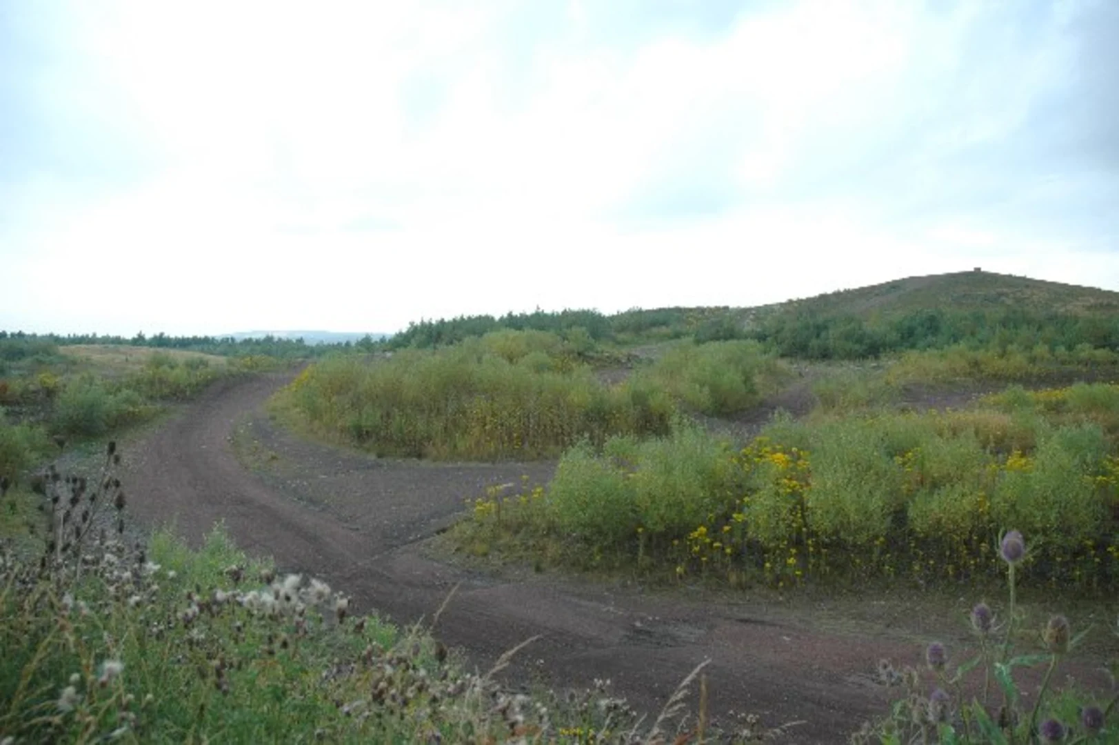 An image depicting the trail Colliers Moss Common Nature Reserve and Burtonwood Brewery Loop and its surrounding area.