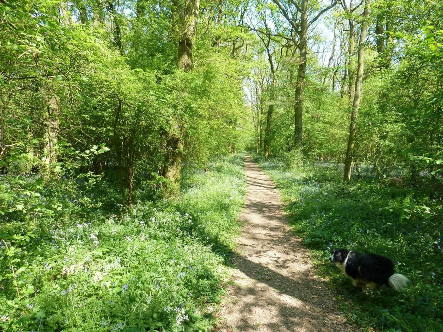 An image depicting the trail Ampthill Park and Kings Wood Loop and its surrounding area.