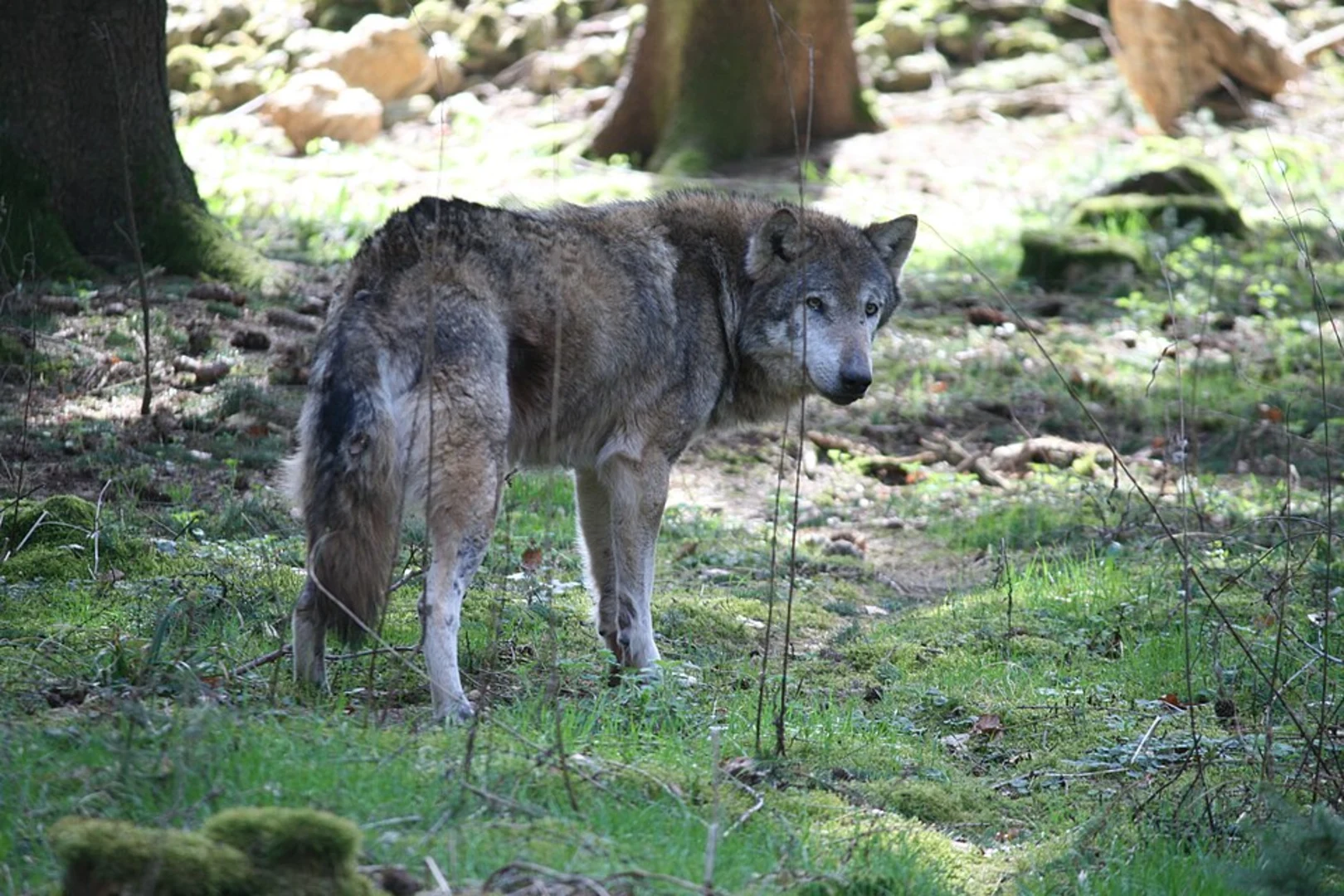 An image depicting the trail Wildpark Hundshaupten Loop via Rundweg zum Breitenstein and its surrounding area.