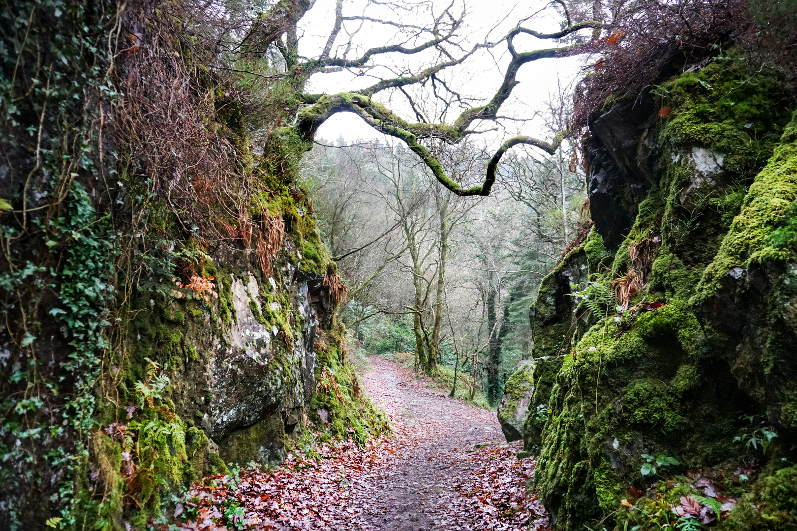 An image depicting the trail The Devils Glen - Waterfall Walk and its surrounding area.