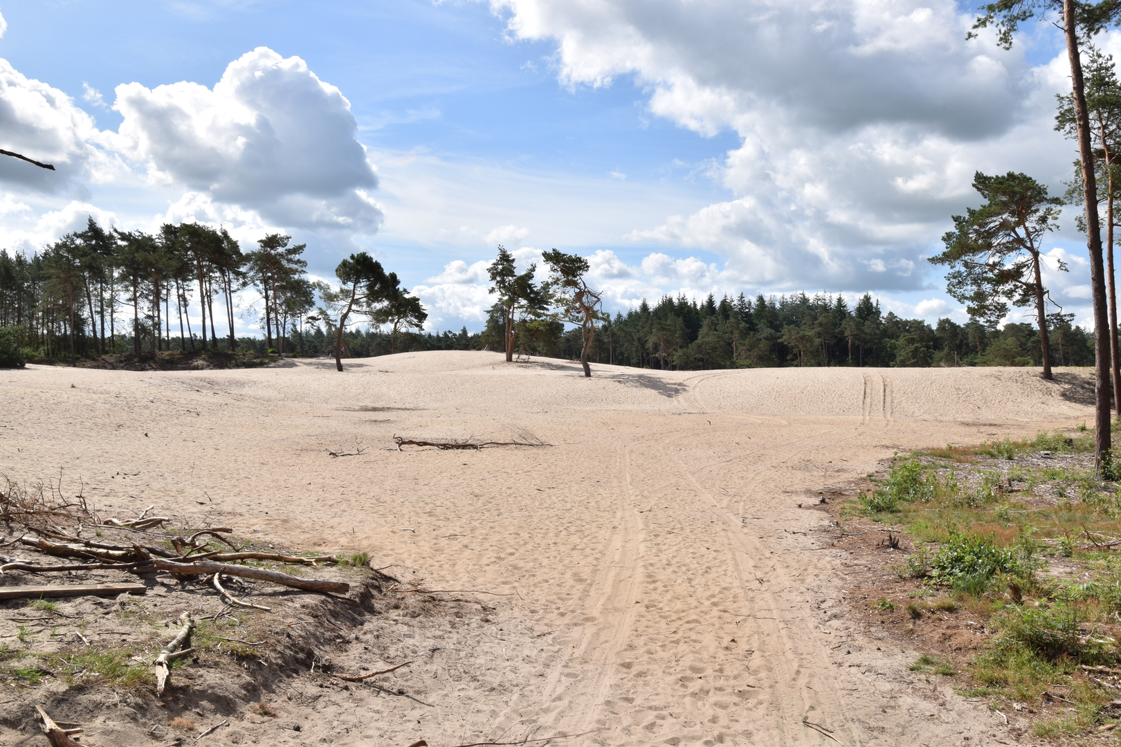 An image depicting the trail Zeesserbosch, Junnerbelten and Boswachterij Ommen Loop and its surrounding area.