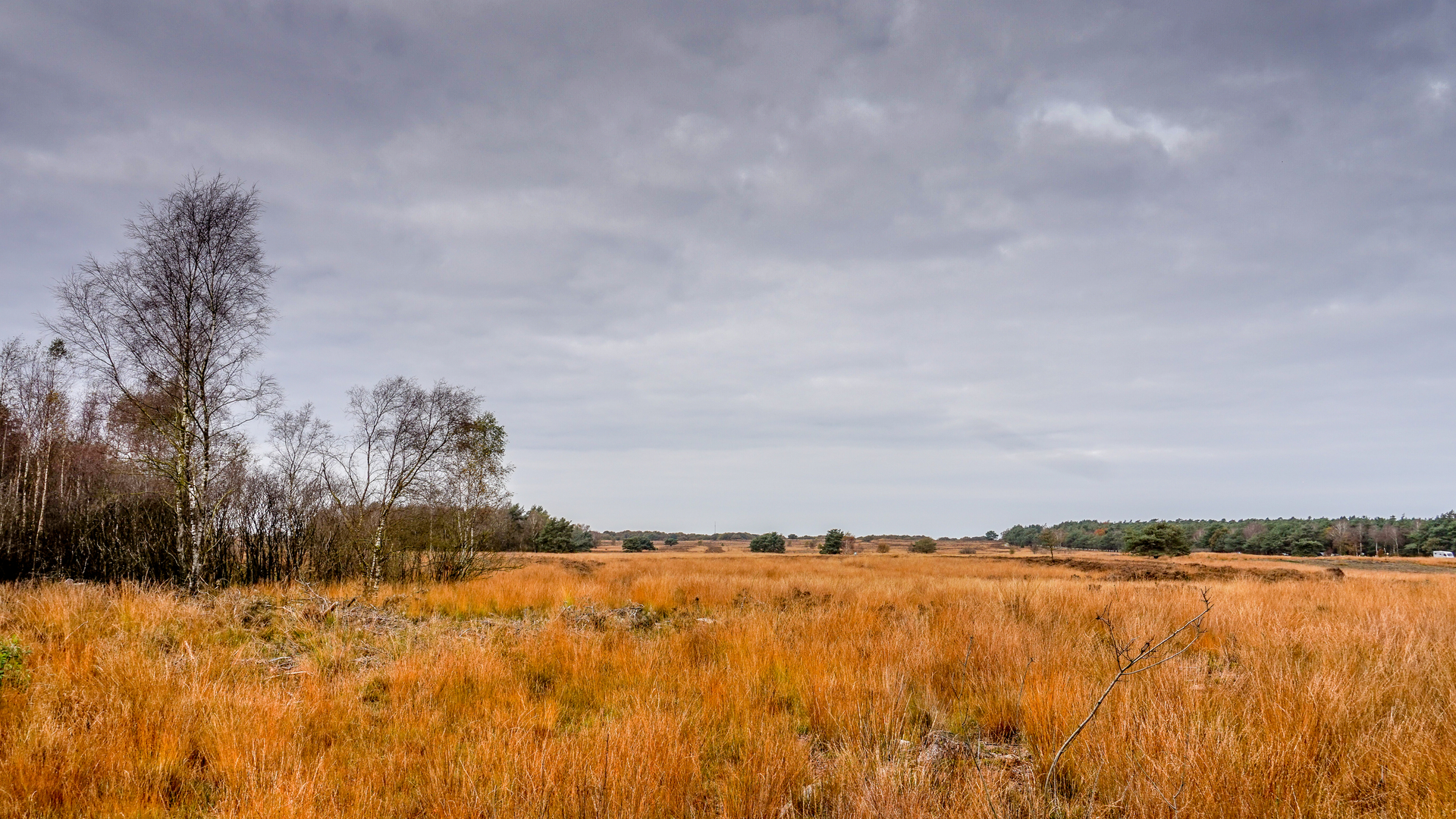 An image depicting the trail De Berkenhof, Speulderbosch and Leuvenumsche Loop and its surrounding area.