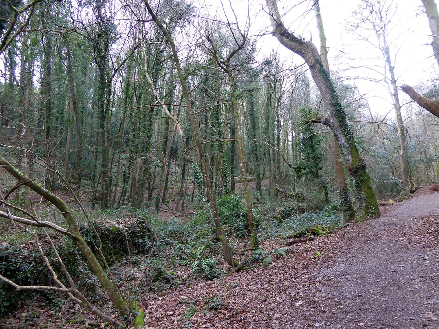 An image depicting the trail Big Copse and Ten Acre Wood Loop and its surrounding area.