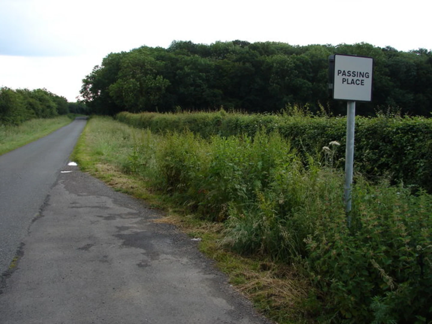 An image depicting the trail Willingham Woods and Larch Plantation Loop and its surrounding area.