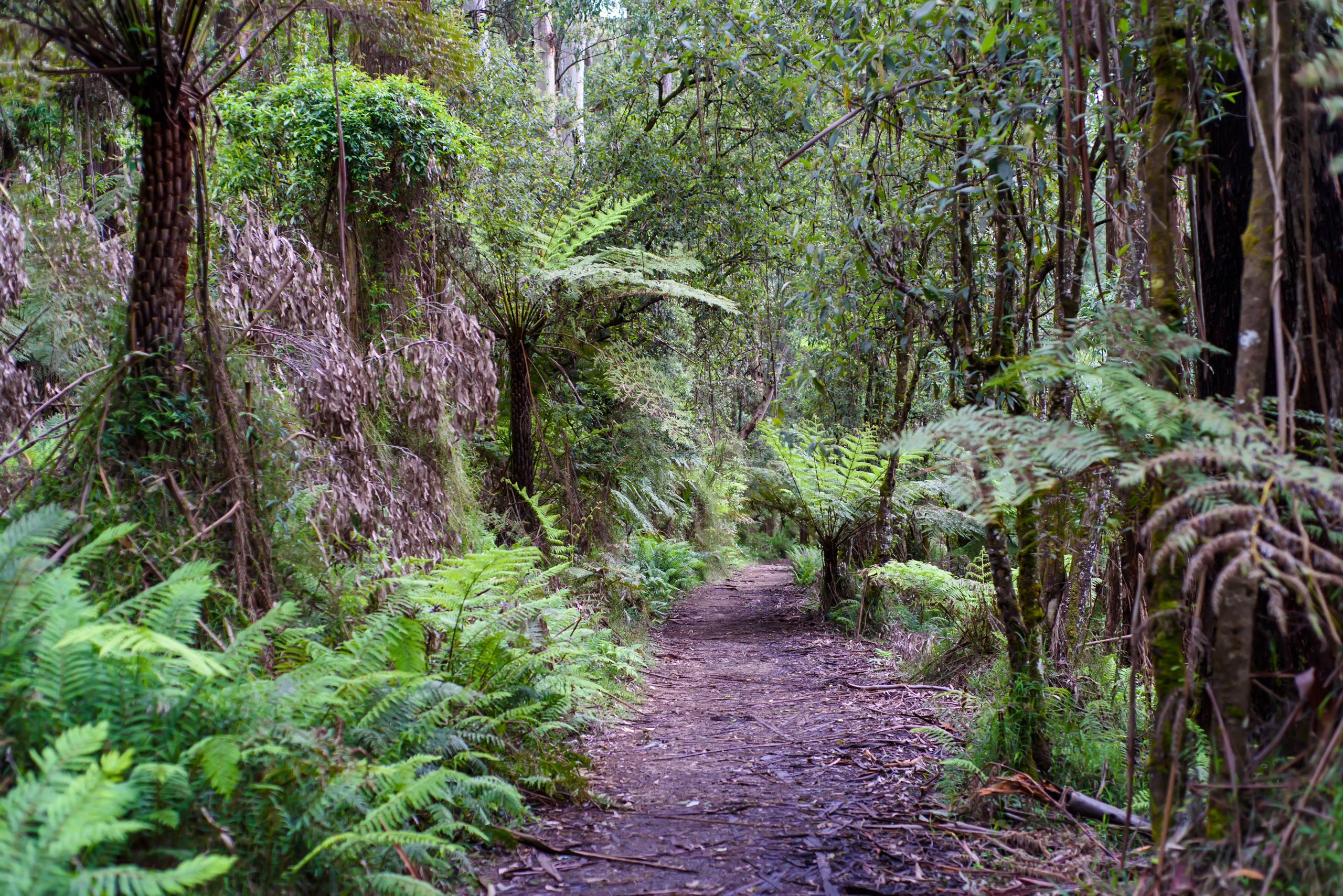 An image depicting the trail Dandenong Ranges National Park and its surrounding area.