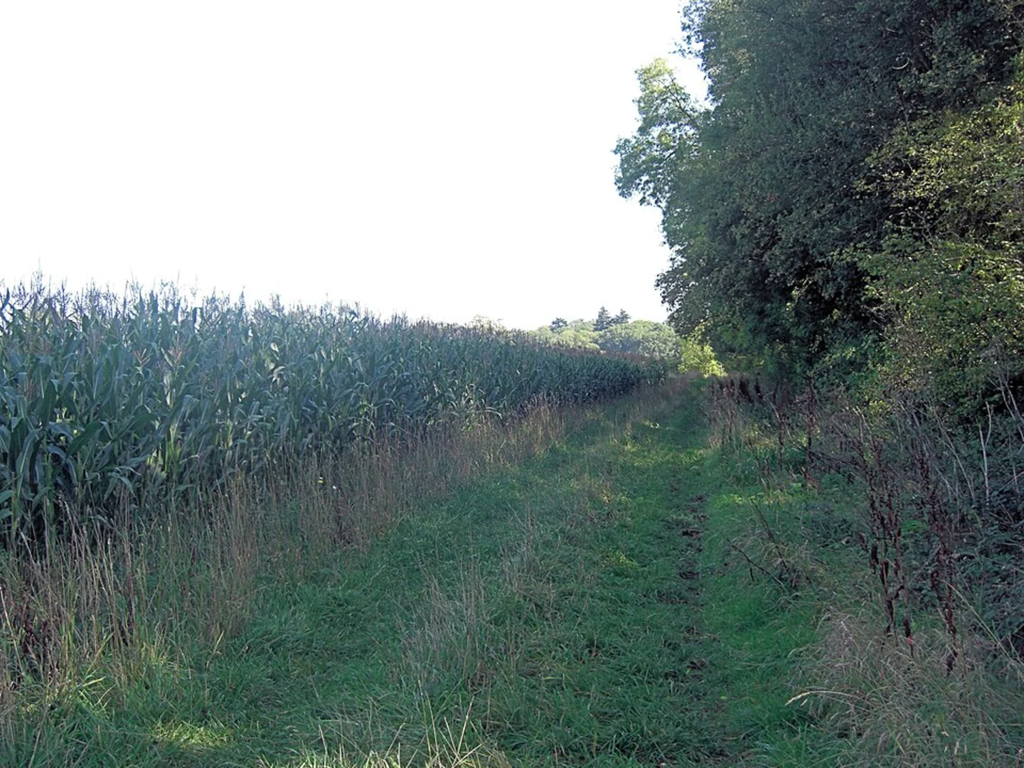 An image depicting the trail Oaken Copse and Ambrose Copse Loop and its surrounding area.