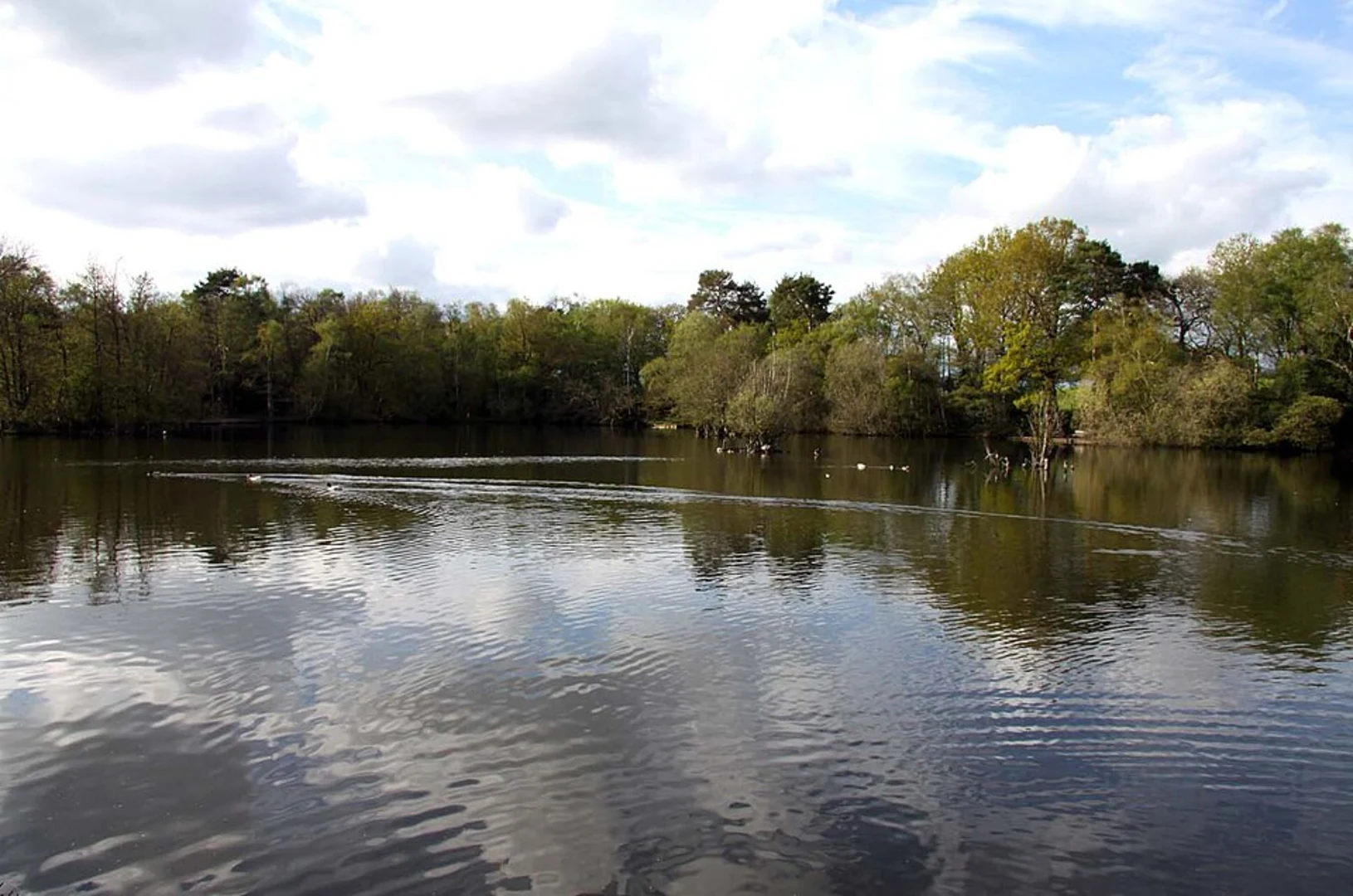 An image depicting the trail Longmoor Lake Loop and its surrounding area.