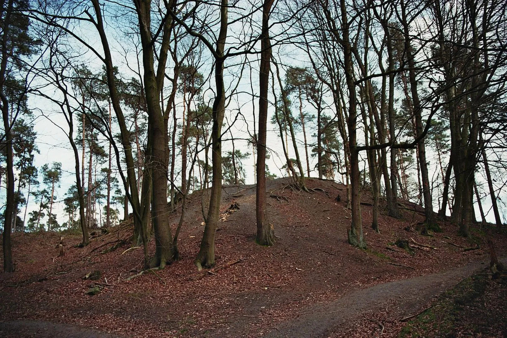 An image depicting the trail Buchholzer Wald Loop and its surrounding area.