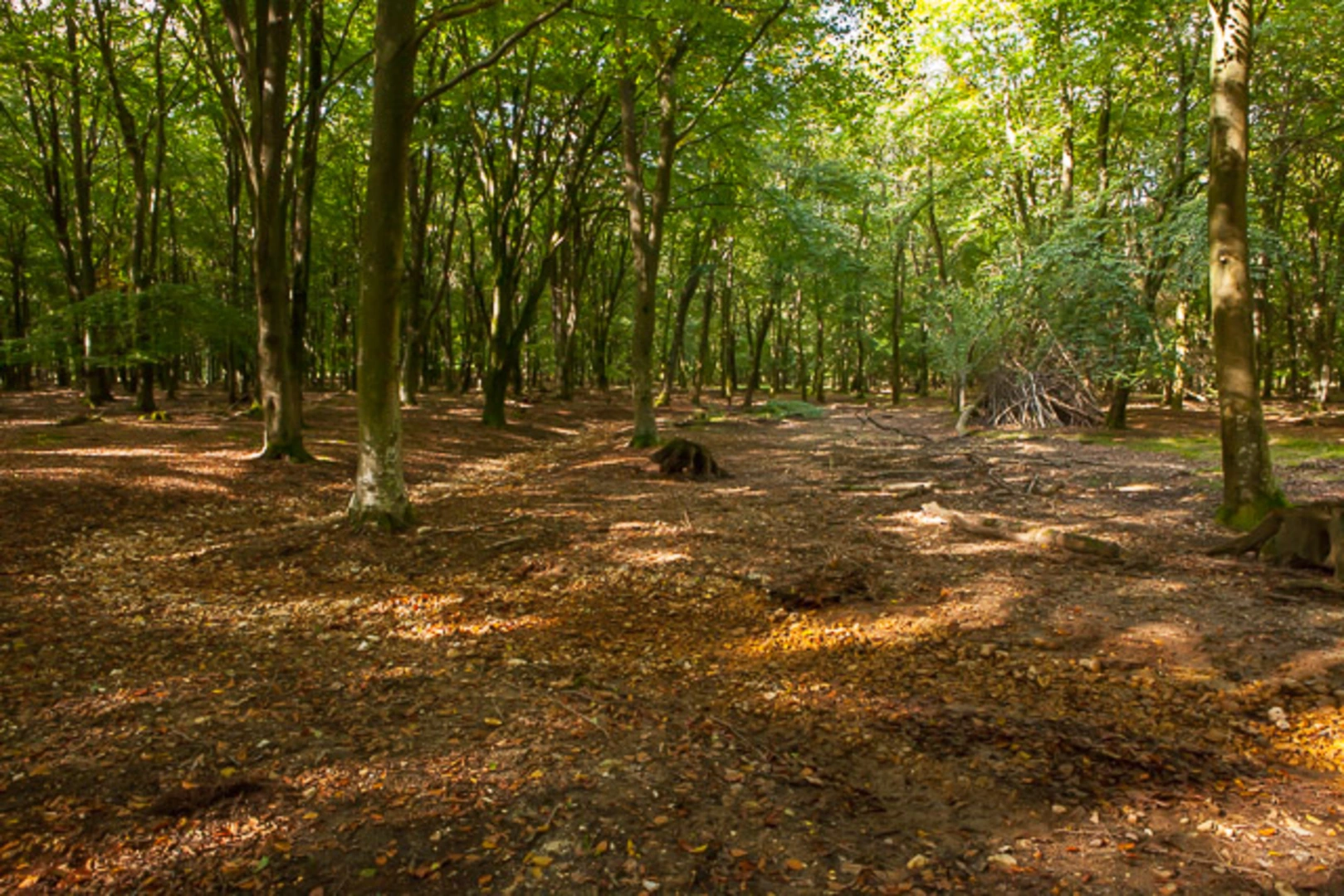 An image depicting the trail Cadman's Pool to Linford and Linwood Loop via Milkham Inclosure and its surrounding area.