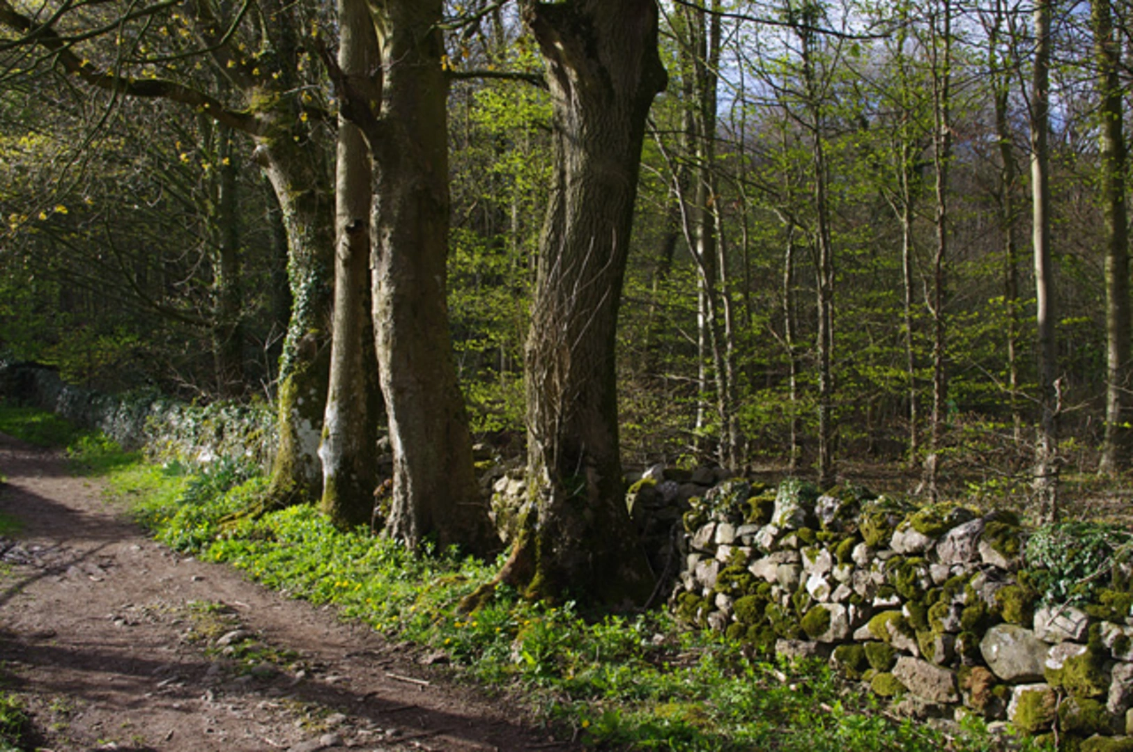 An image depicting the trail Over Kellet, Borwick and Warton Loop via Pine Lake and its surrounding area.