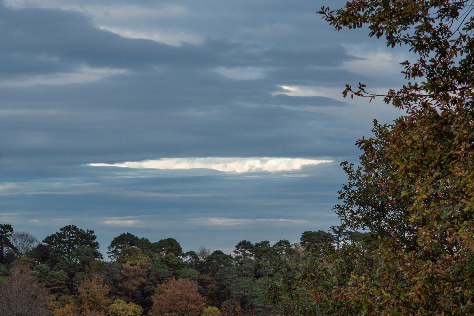 An image depicting the trail Knocksink Wood and its surrounding area.