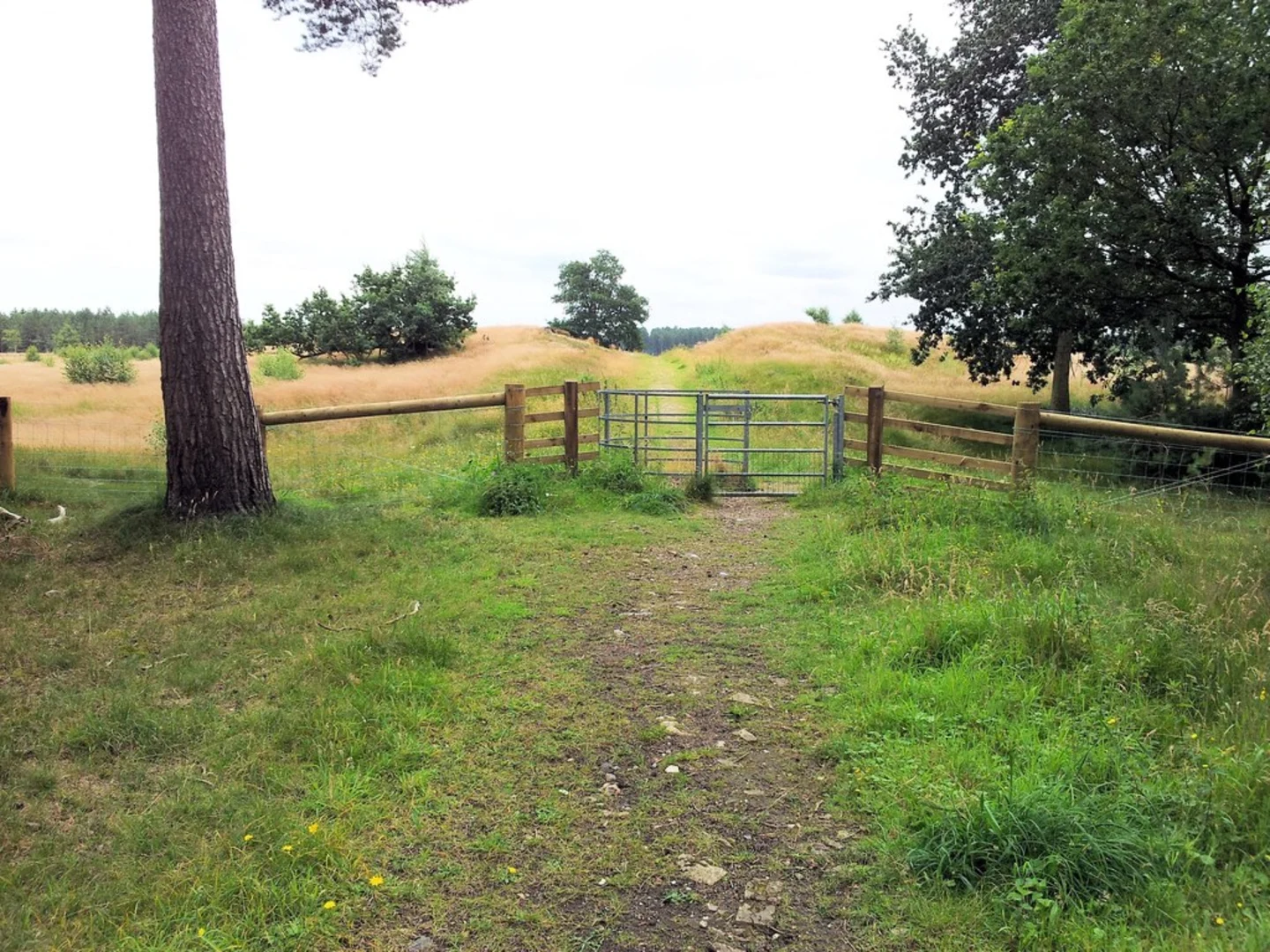An image depicting the trail Brandon Country Park Loop and its surrounding area.