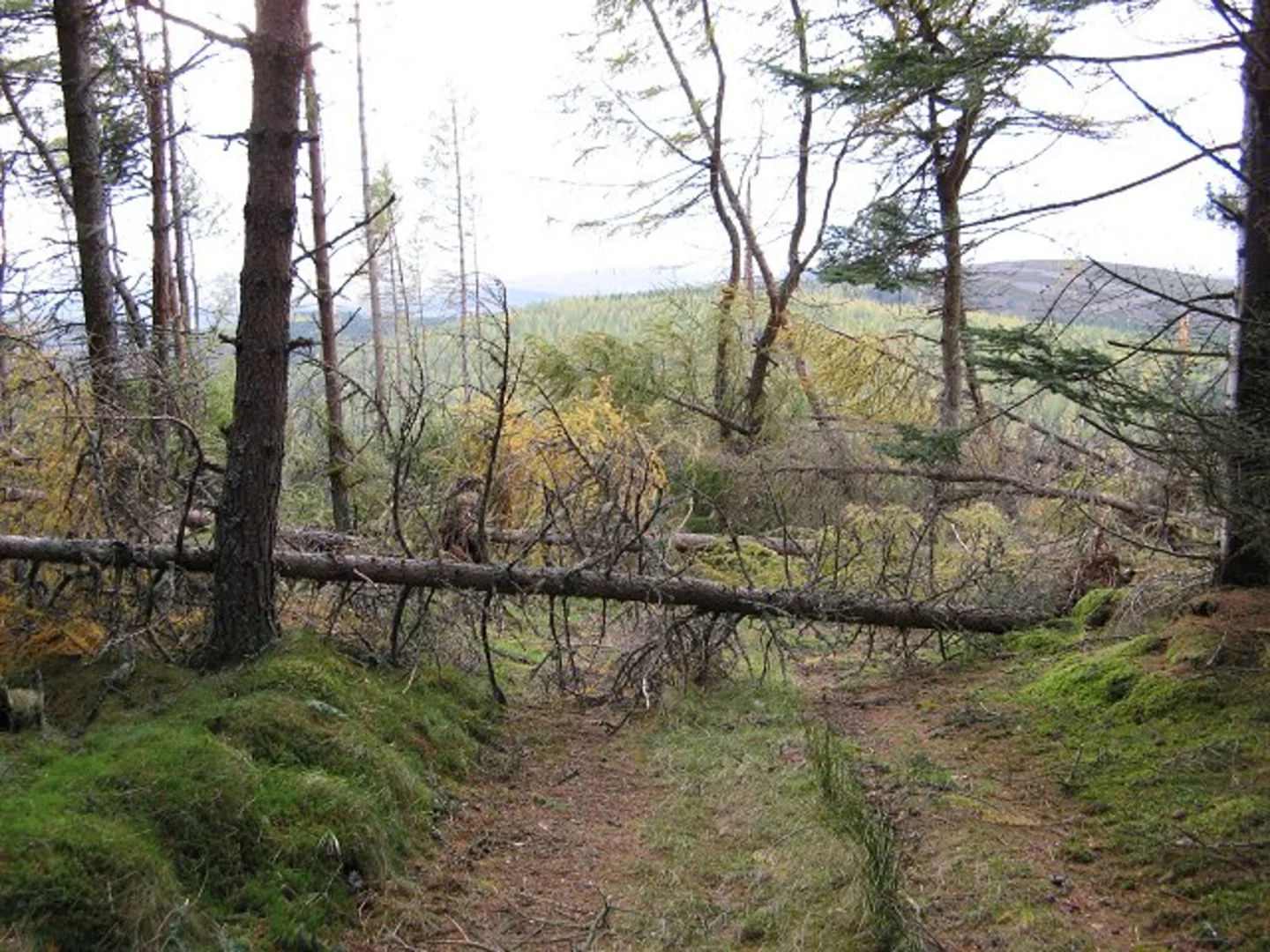 An image depicting the trail Strathdon Trail - Ben Newe Trail and its surrounding area.