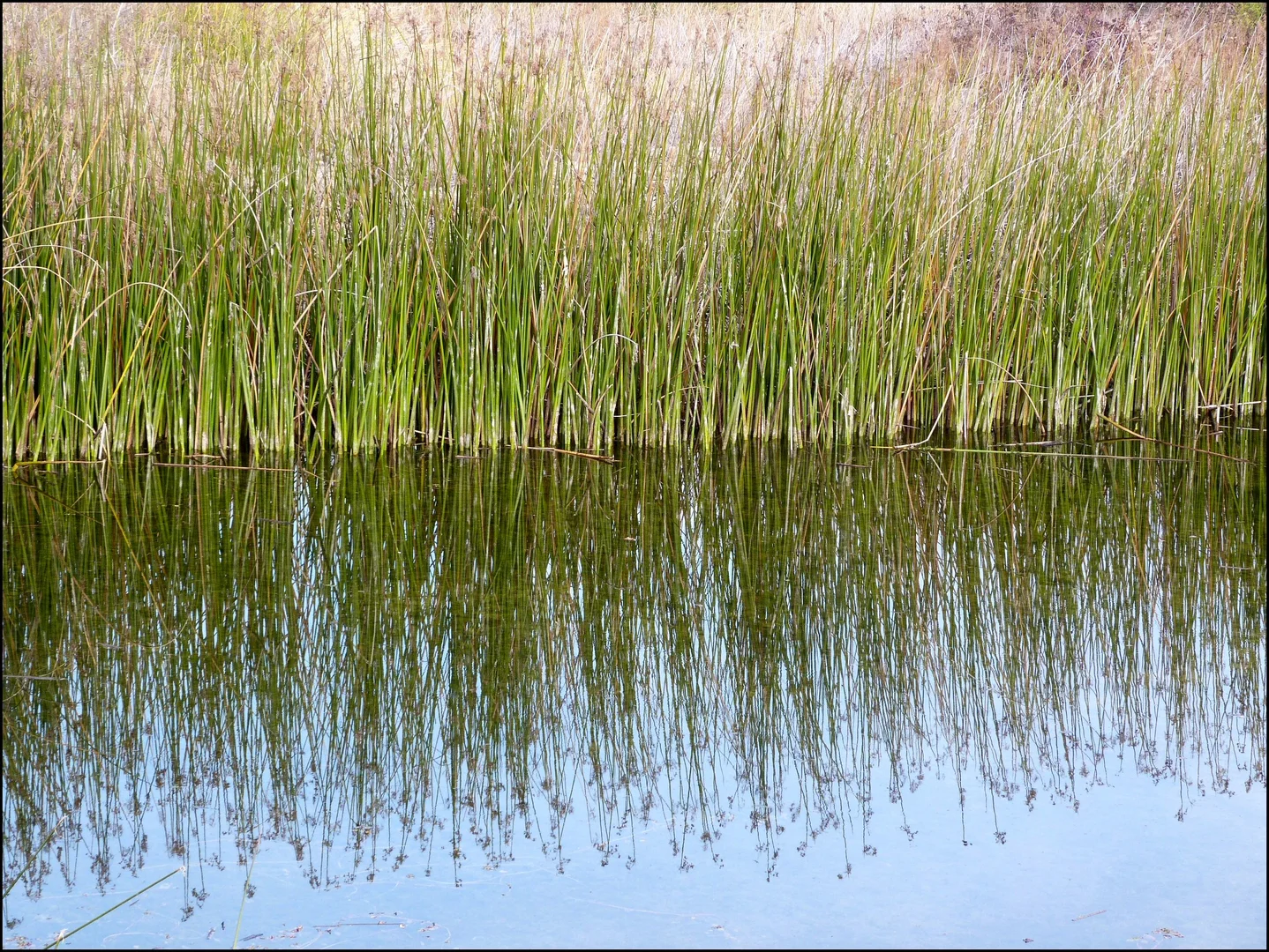 An image depicting the trail Willow Hills Reservoir Community Park Loop and its surrounding area.