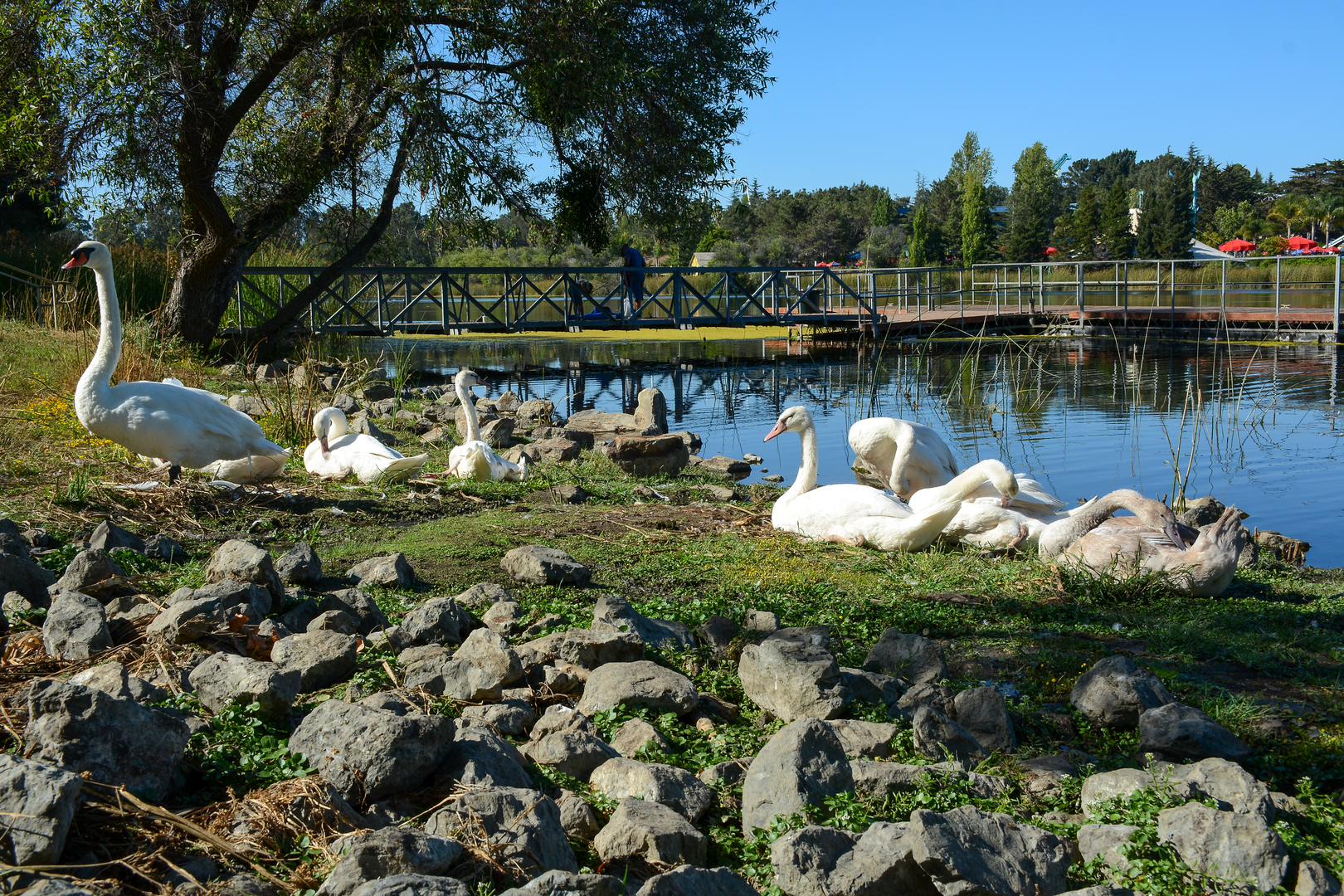 An image depicting the trail Lake Chabot West Shore Trail and its surrounding area.