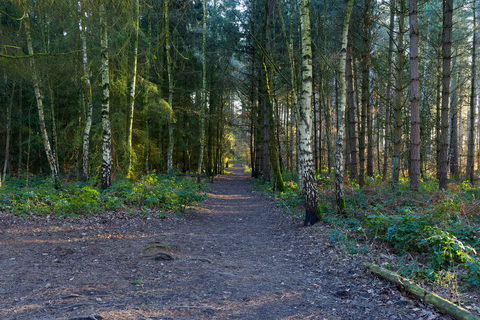 Blidworth Wood via Robin Hood Way
