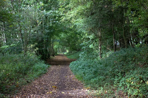 Robinson Wood Loop