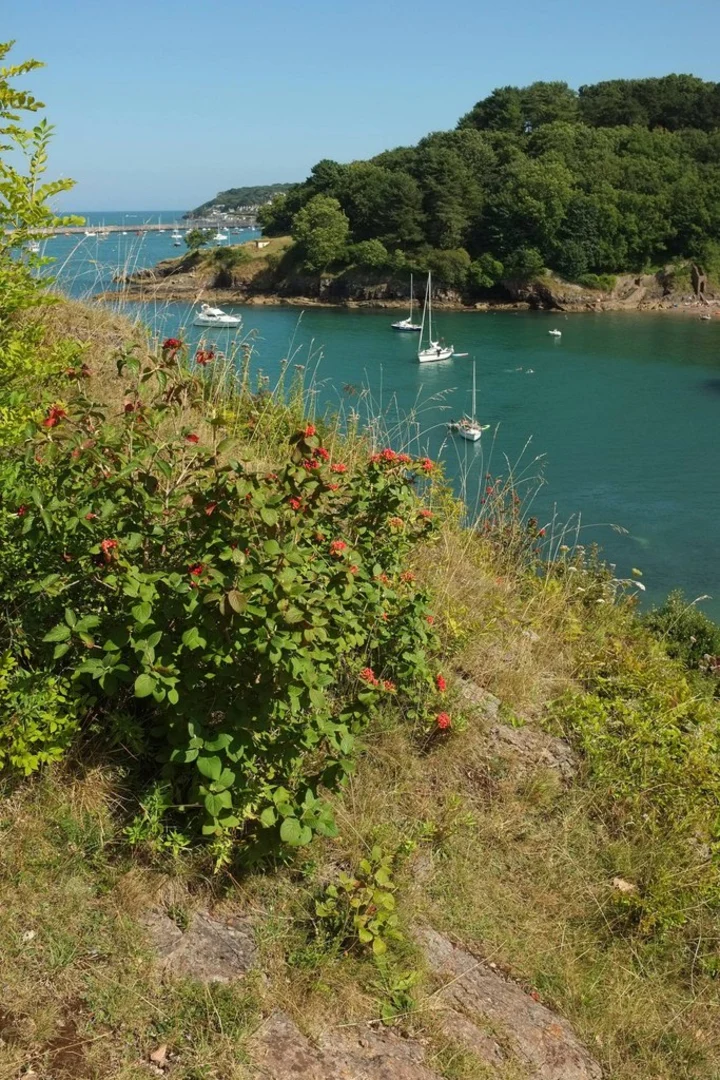 An image depicting the trail Fishcombe Cove and Battery Gardens and its surrounding area.