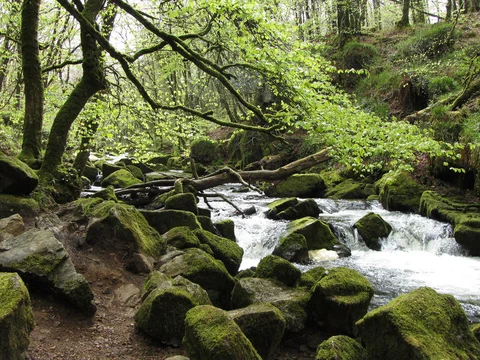 An image depicting the trail Golitha Falls Walk and its surrounding area.