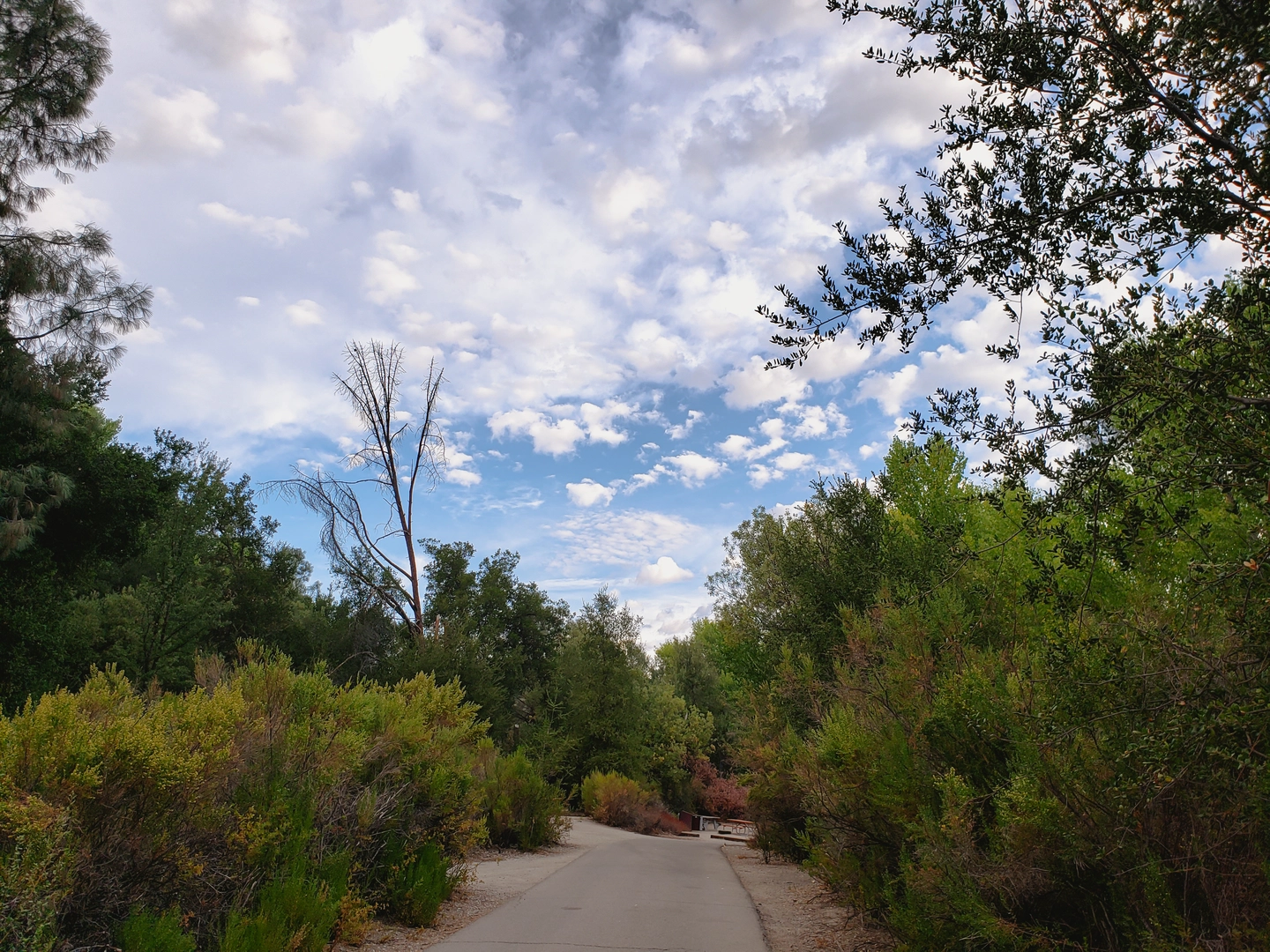 An image depicting the trail Pinnacles Campground - Bench Trail and its surrounding area.