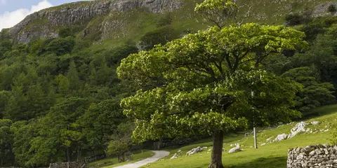 An image depicting the trail Malham Tarn Walk and its surrounding area.