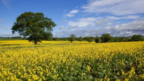 An image depicting the trail Jurassic Way and its surrounding area.