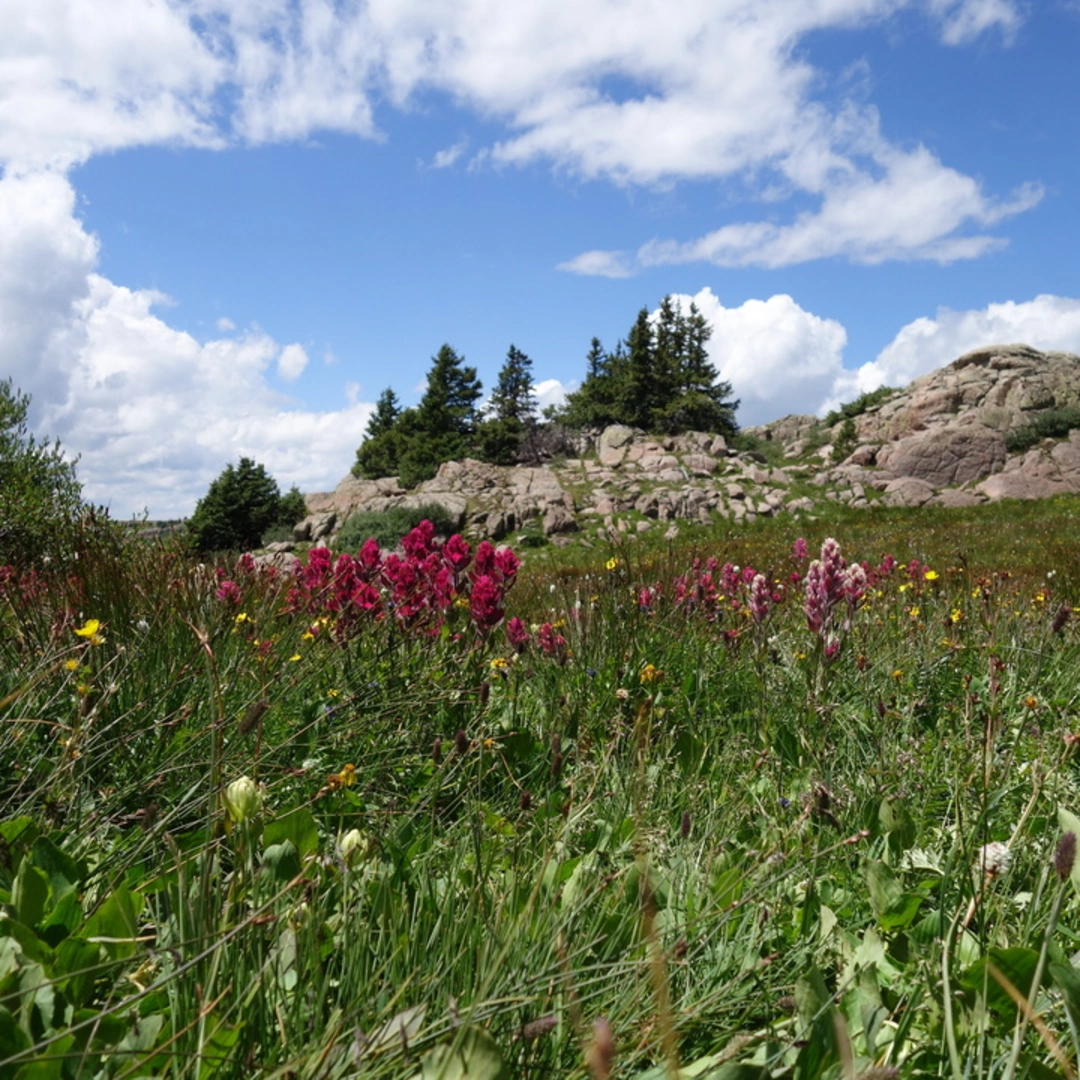 An image depicting the trail Lime Mesa Trail and its surrounding area.
