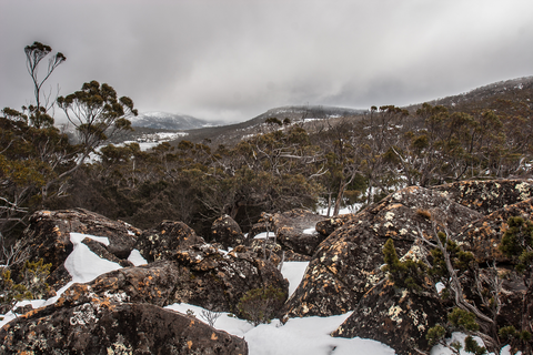 An image depicting the trail Mount Field East via Lake Nicholls and its surrounding area.