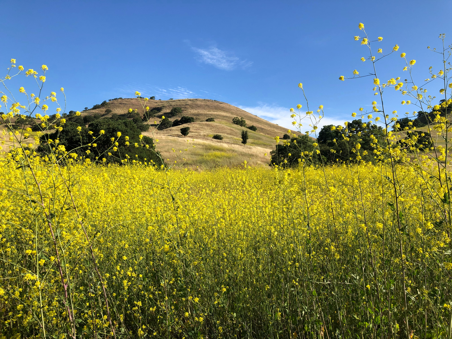 An image depicting the trail Ridge Top Trail and ADT Loop and its surrounding area.