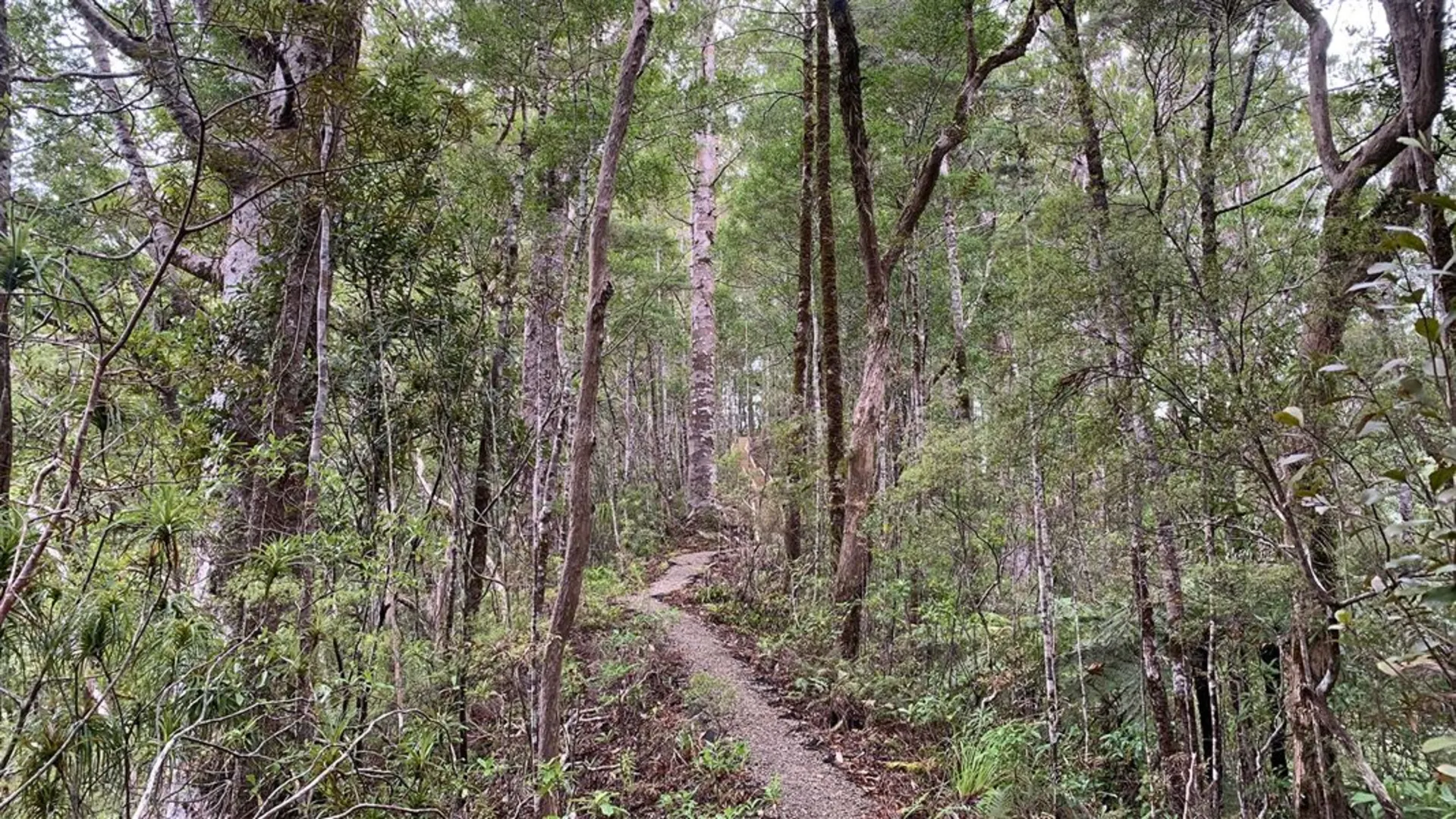 An image depicting the trail Pukatea Ridge Track and its surrounding area.
