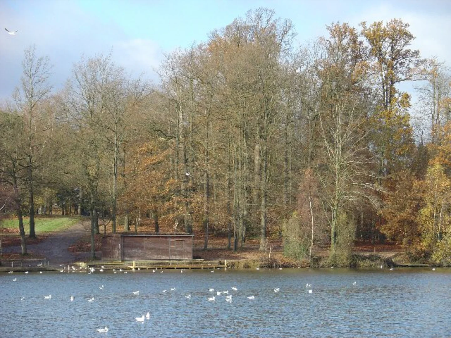 An image depicting the trail Cherrytree Plantation, Tilgate Forest and Tilgate Lake Loop and its surrounding area.