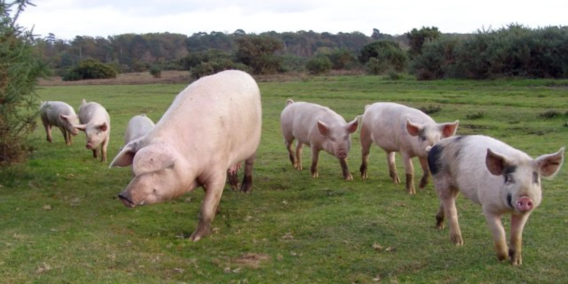 An image depicting the trail Brockenhurst Loop via Hursthill Inclosure and its surrounding area.