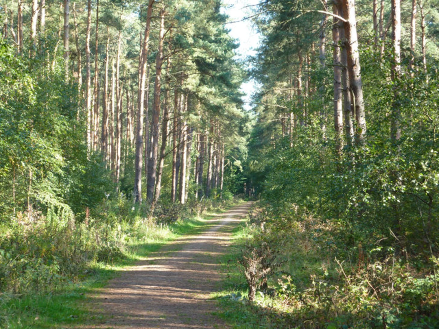An image depicting the trail Stapleford Wood Loop and its surrounding area.