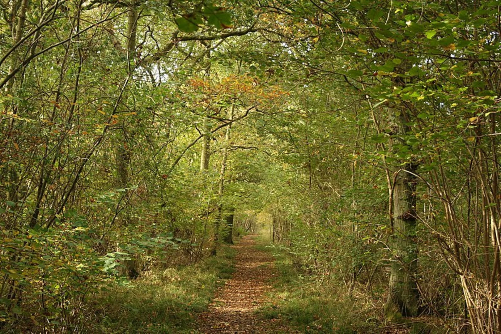 An image depicting the trail Wakerley Woods Loop and its surrounding area.