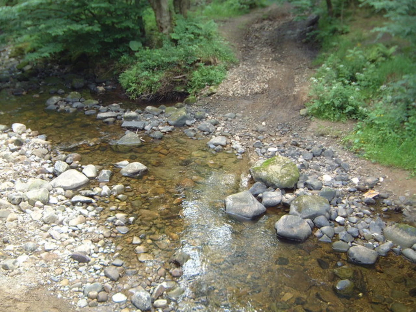An image depicting the trail Brock Mill Loop and its surrounding area.