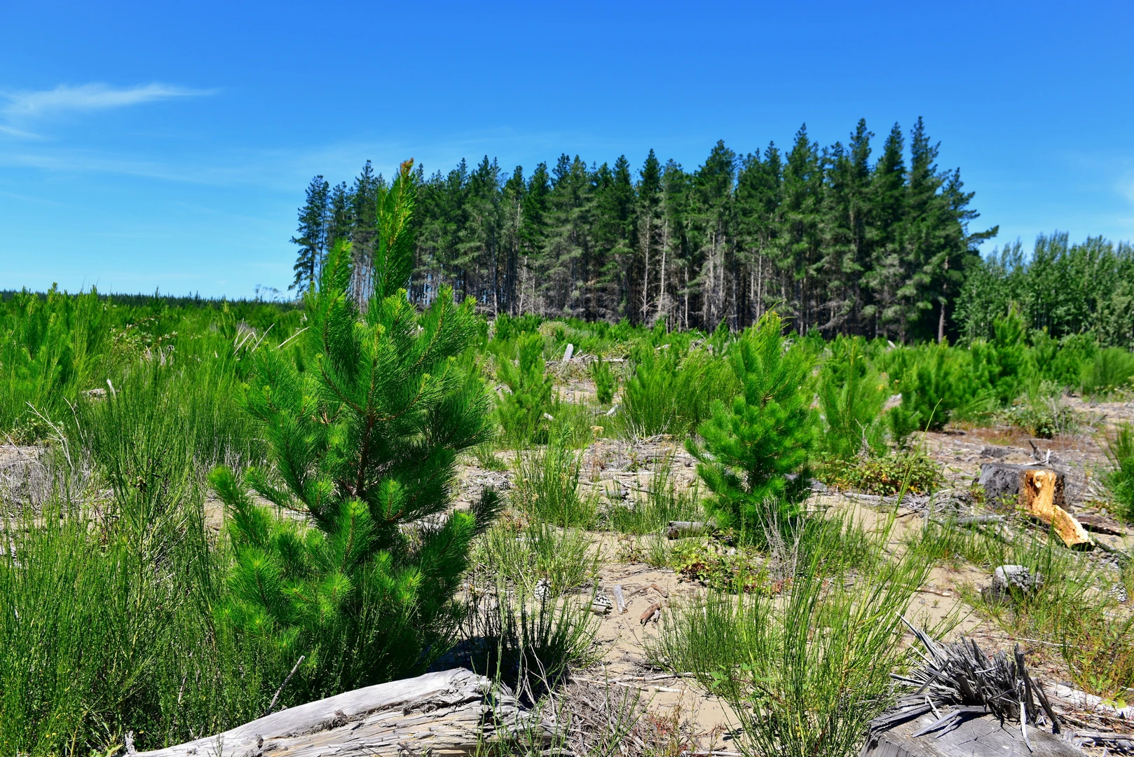An image depicting the trail Bottle Lake Green Track Loop and its surrounding area.