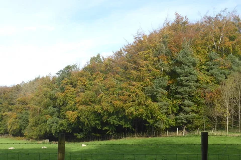 Loughgall Country Park - Orchard Walk