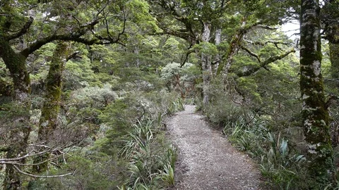 Flora Car Park to Mt Arthur Hut