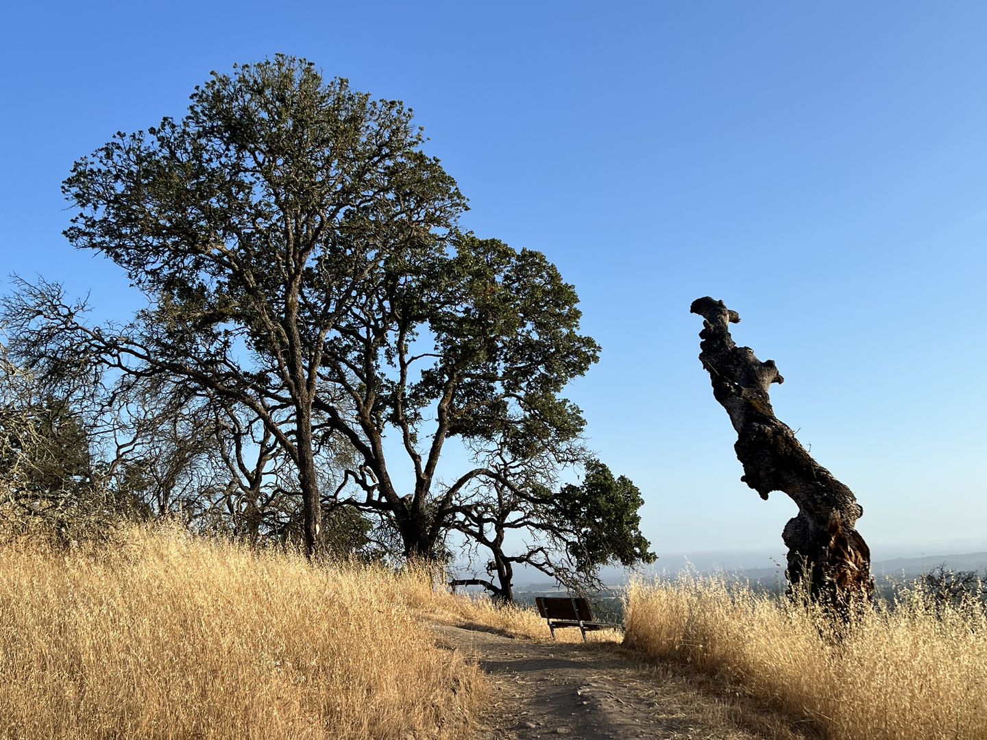 An image depicting the trail Oakwood - Alta Vista Loop Trail and its surrounding area.