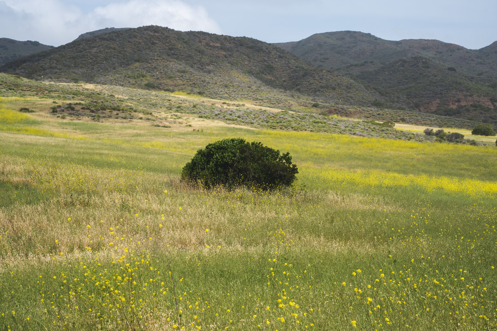 An image depicting the trail Fireline Trail and its surrounding area.