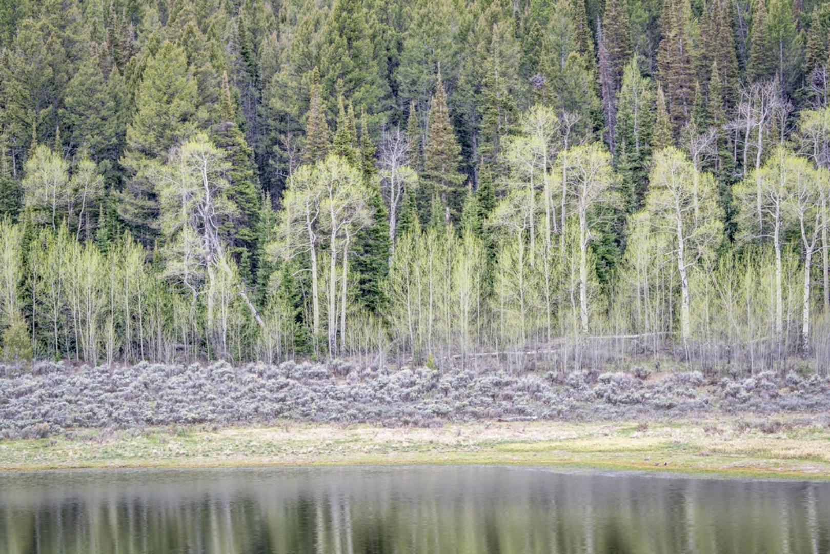 An image depicting the trail Willow Pass Trail and its surrounding area.