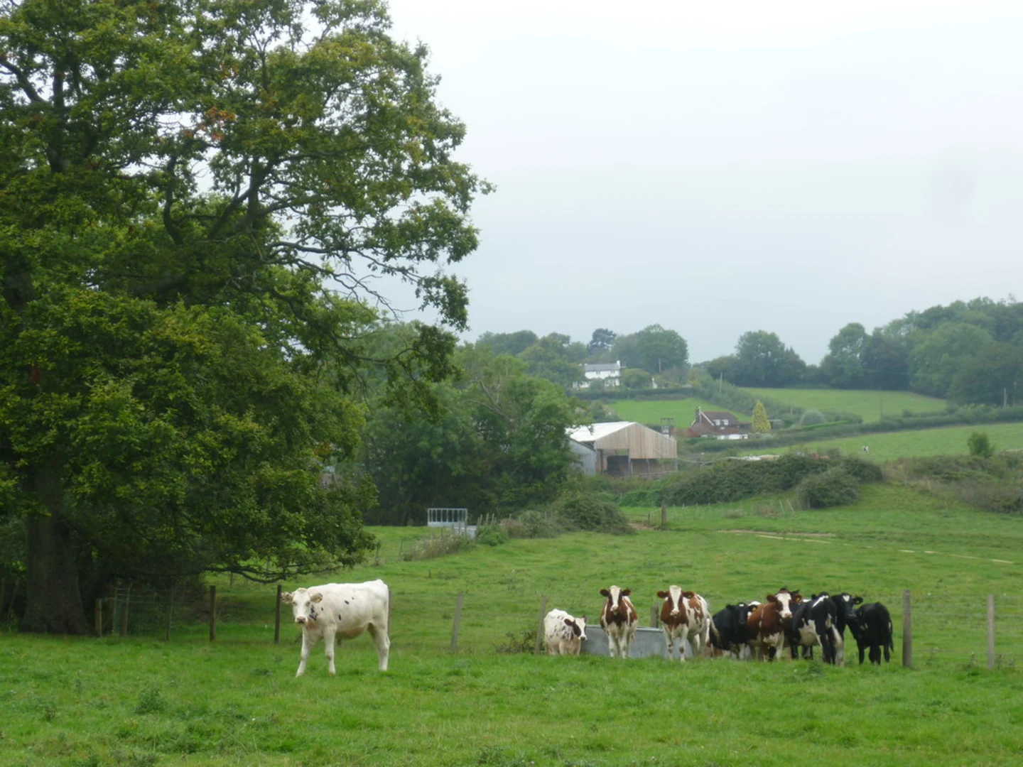 An image depicting the trail Horseshoe Green Loop and its surrounding area.
