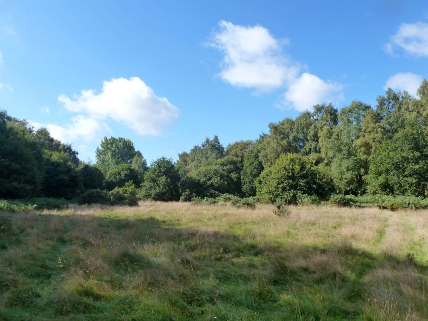 An image depicting the trail Berkhamstead Common Loop and its surrounding area.