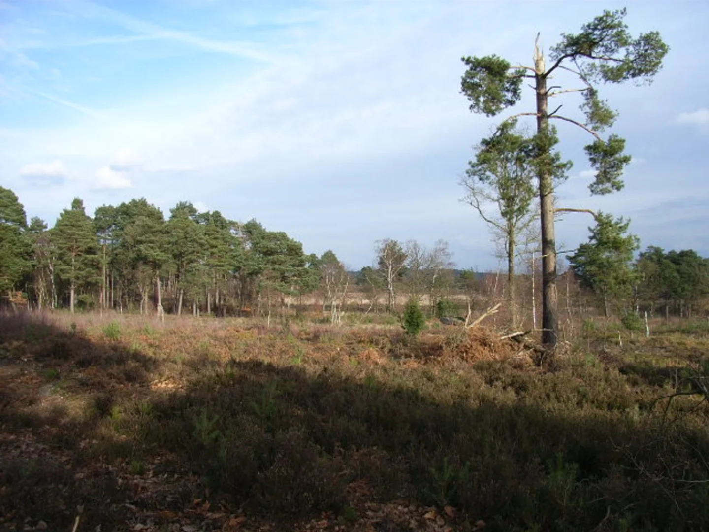 An image depicting the trail Simons Wood and Coalpit Copse Loop and its surrounding area.