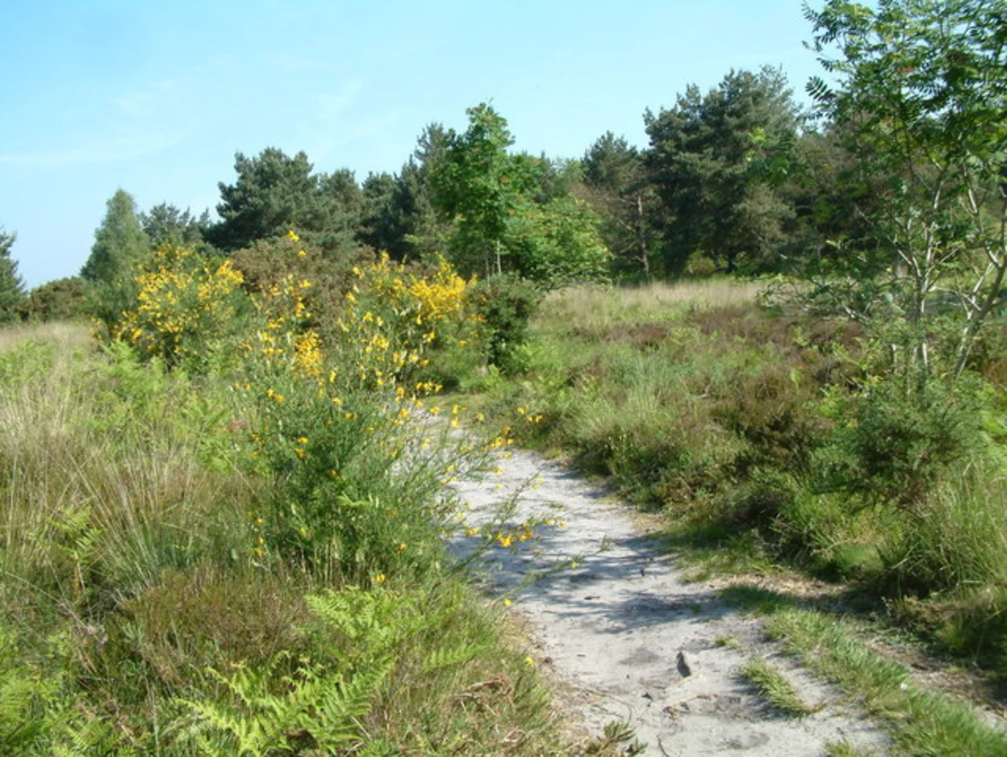 An image depicting the trail Avon Heath Country Park Loop and its surrounding area.