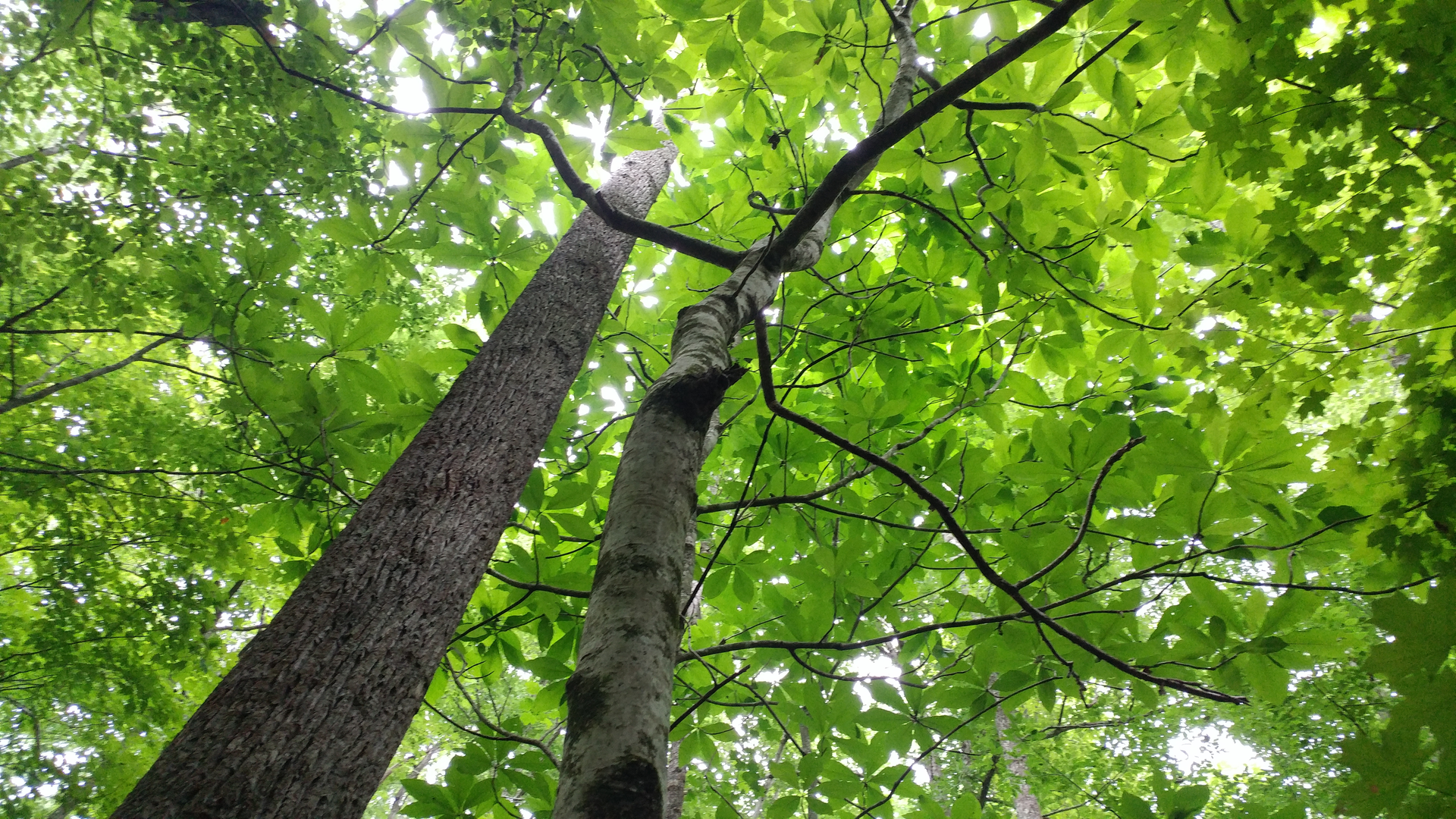 An image depicting the trail Shawnee Backpack Trail and its surrounding area.