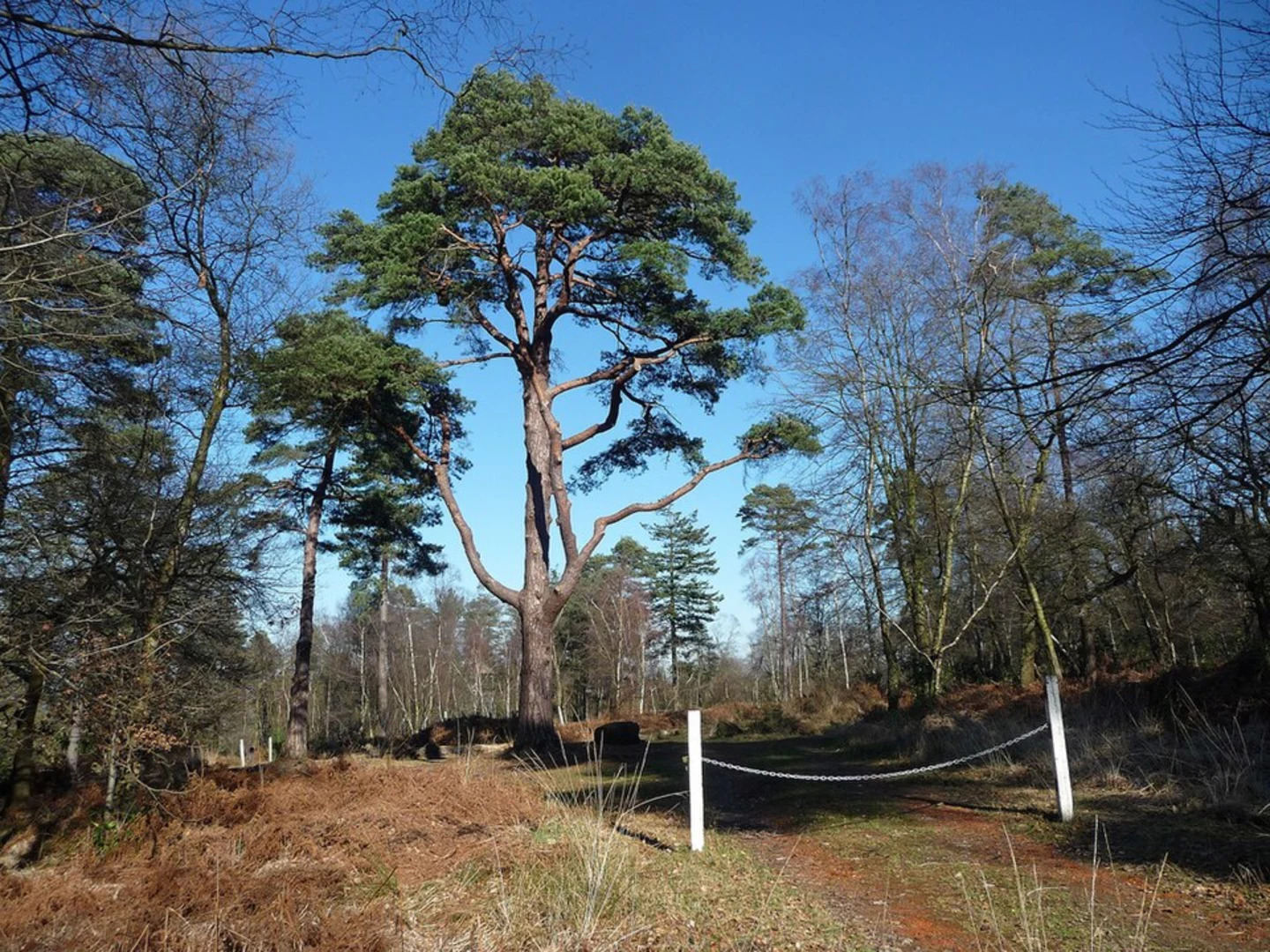 An image depicting the trail Scout Adventures Broadstone Warren and Royal Ashdown Forest Golf Club Loop and its surrounding area.