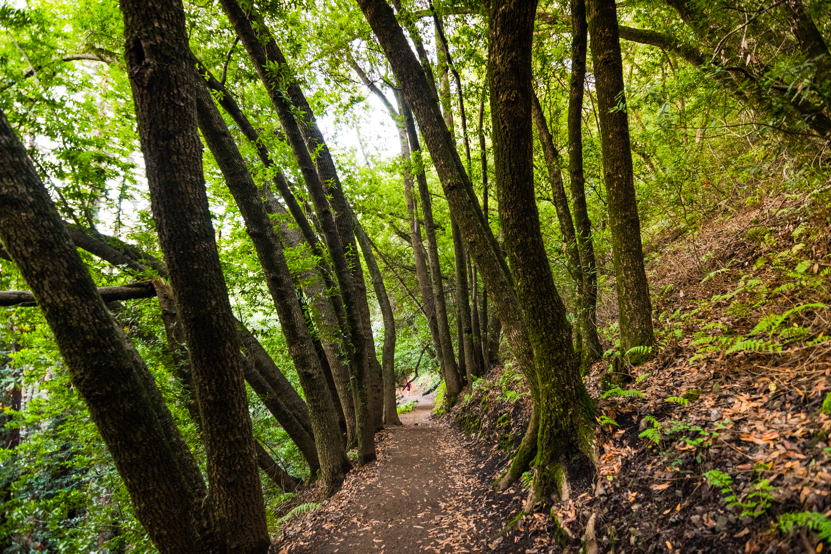An image depicting the trail Lookout Trail and Redwood Trail Loop and its surrounding area.