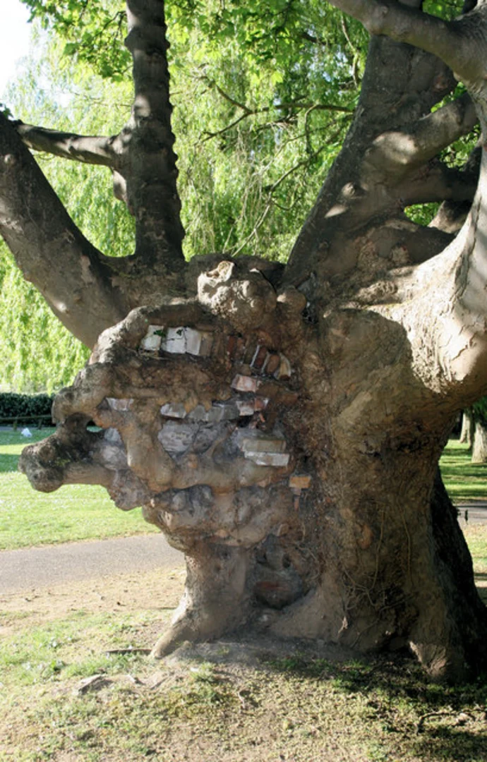 An image depicting the trail Goodlands Gardens and Old Leat from French Weir Loop and its surrounding area.